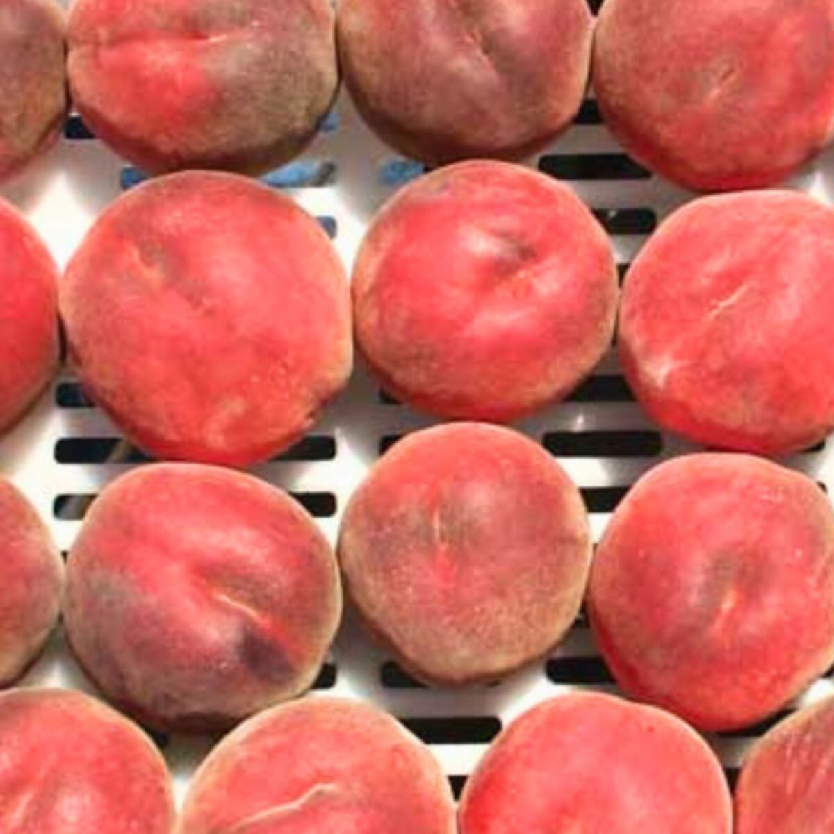 UF One Peach Tree Grafted - Fast-Growing, Low-Chill, Golden-Yellow Fruit for Warm Climates from Everglades Farm
