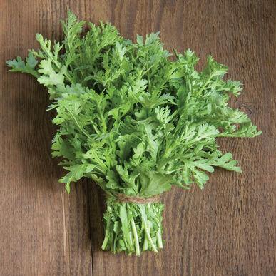 Shungiku - Edible Chrysanthemum by MIgardener