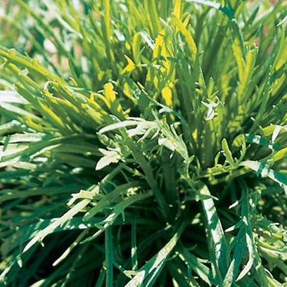 Erba Stella Minutina