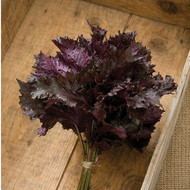 Red Shiso by MIgardener