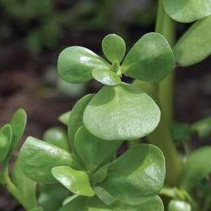 Green Purslane by MIgardener