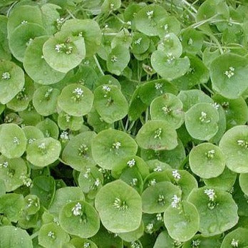 Claytonia Miner's Lettuce by MIgardener