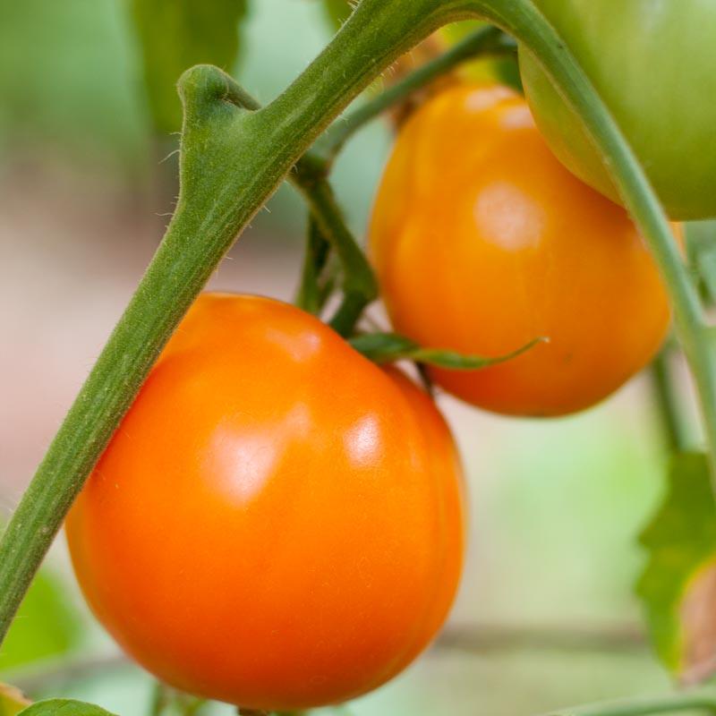 Valencia Tomato Seeds (Organic), Garden from Grow Organic