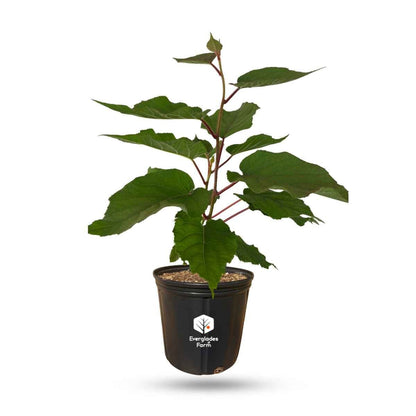 Tomuri Fuzzy Kiwi Vine (Male Pollinator) from Everglades Farm