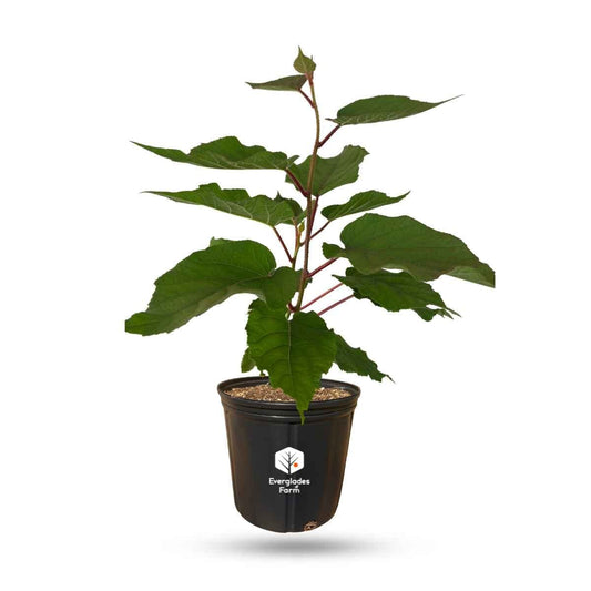 Tomuri Fuzzy Kiwi Vine (Male Pollinator) from Everglades Farm