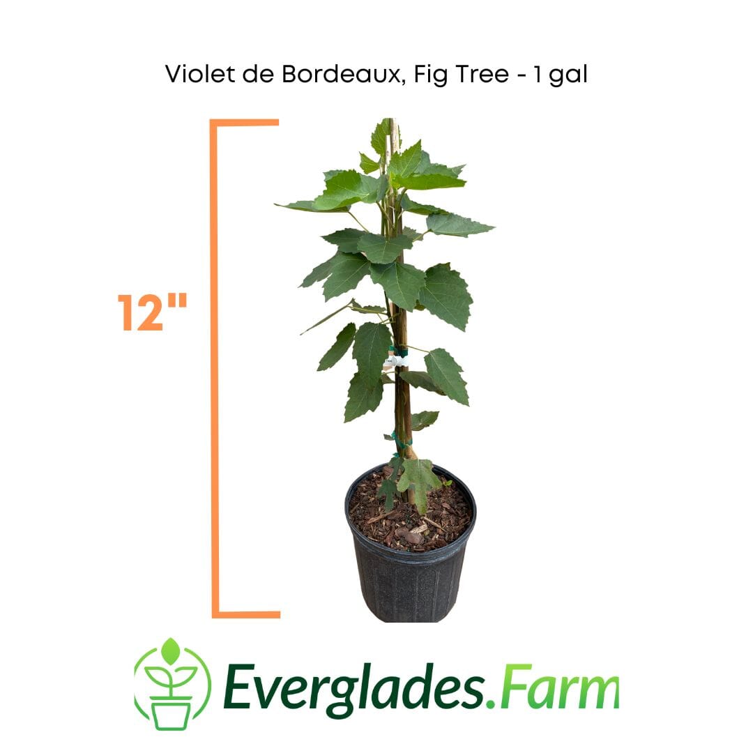 Violet de Bordeaux Dwarf, Fig Tree, Fruit Trees from Everglades Farm