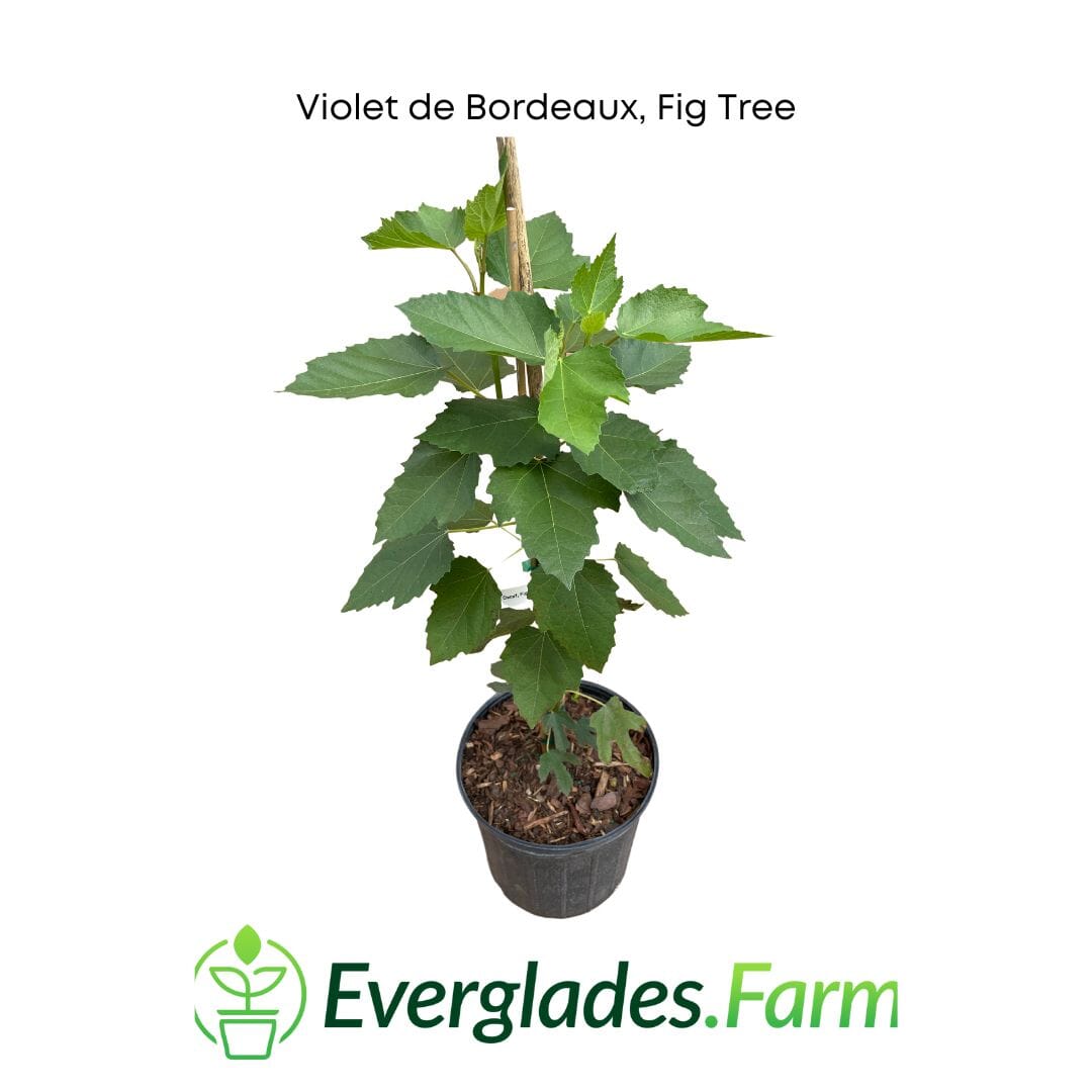 Violet de Bordeaux Dwarf, Fig Tree, Fruit Trees from Everglades Farm