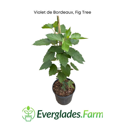 Violet de Bordeaux Dwarf, Fig Tree, Fruit Trees from Everglades Farm