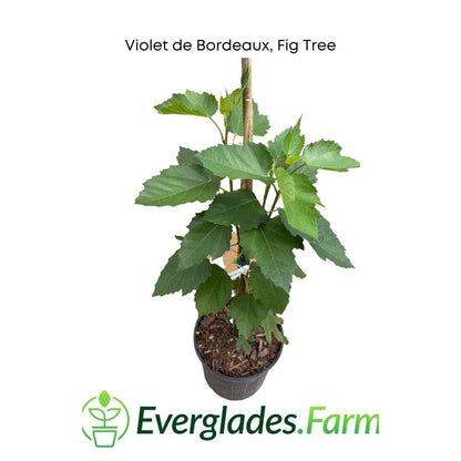 Violet de Bordeaux Dwarf, Fig Tree, Fruit Trees from Everglades Farm