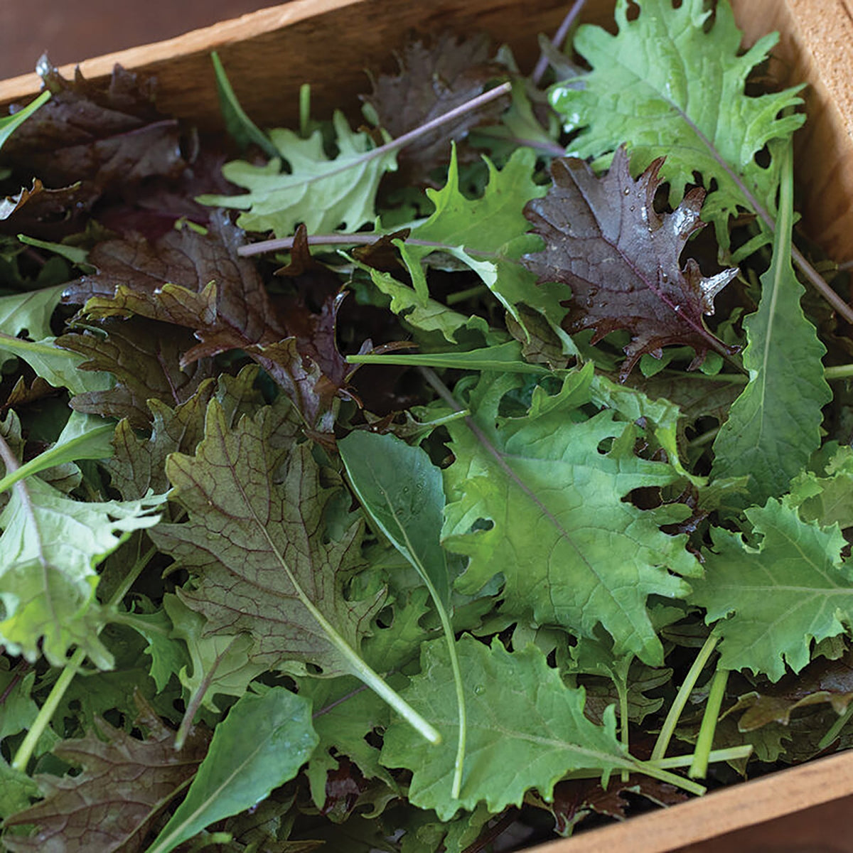 Kale-A-Bunga Mix by MIgardener