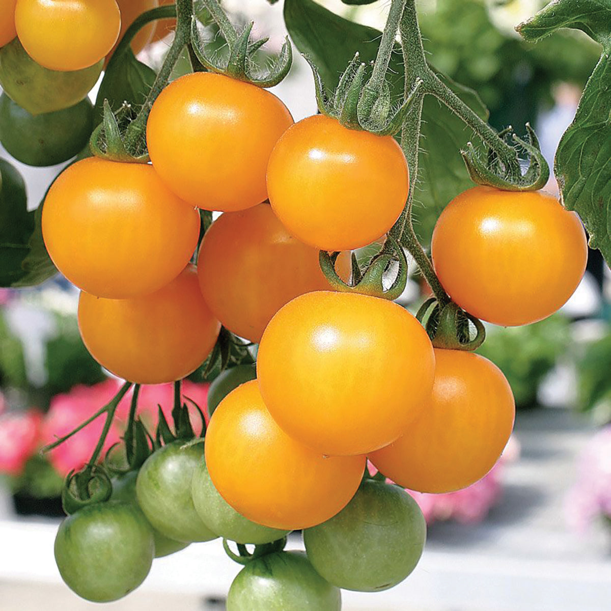 Inglehart Tomato by MIgardener