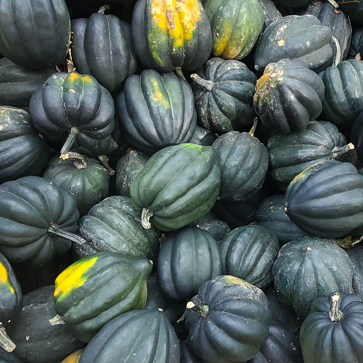 Table King Bush Acorn Squash by MIgardener