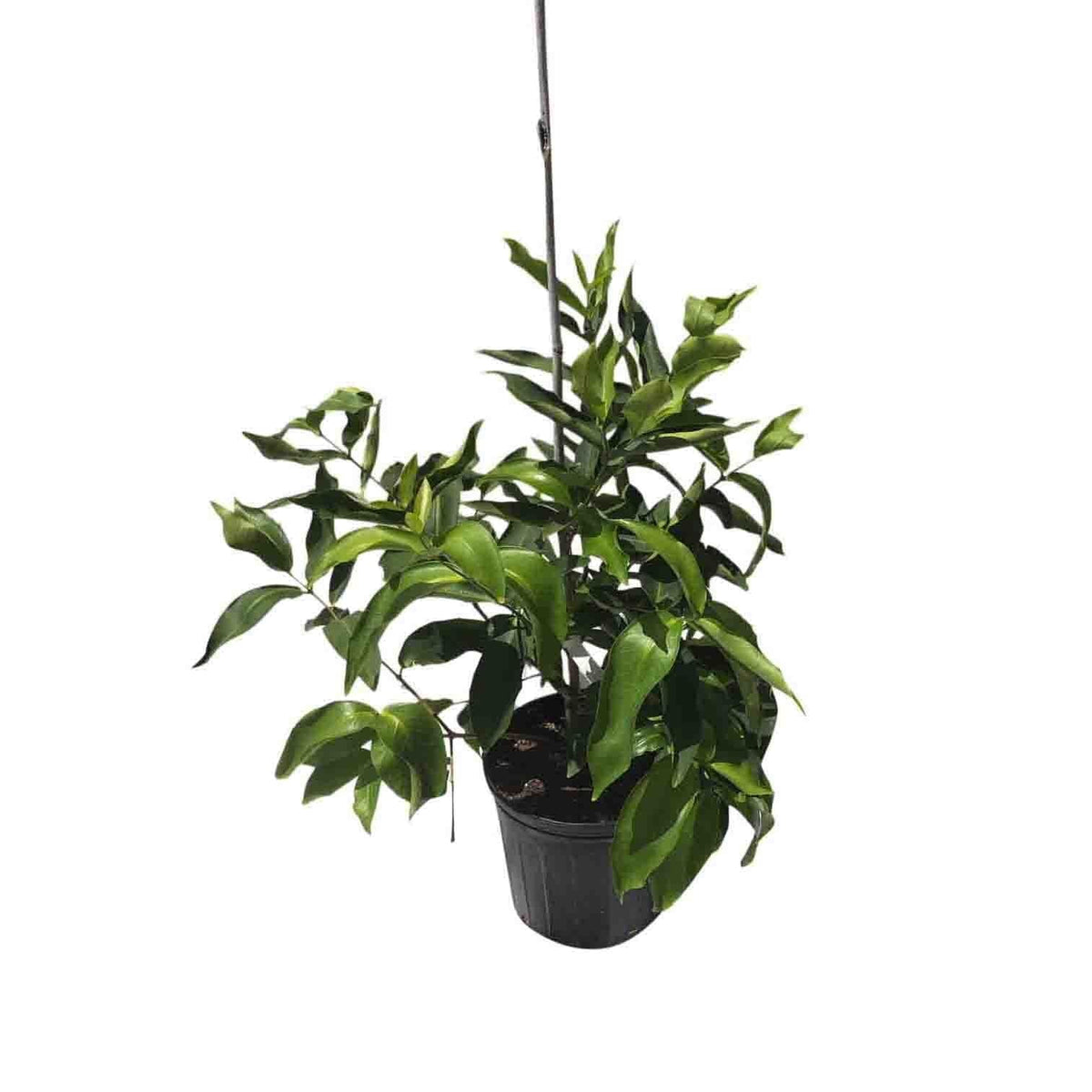 Red Wax Jambu Tree, Fruit Trees from Everglades Farm