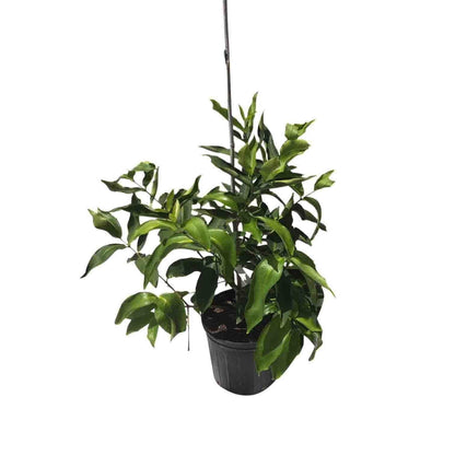 Red Wax Jambu Tree, Fruit Trees from Everglades Farm