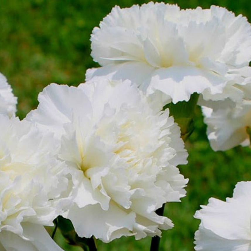 Jeanne Dionne Carnation by MIgardener
