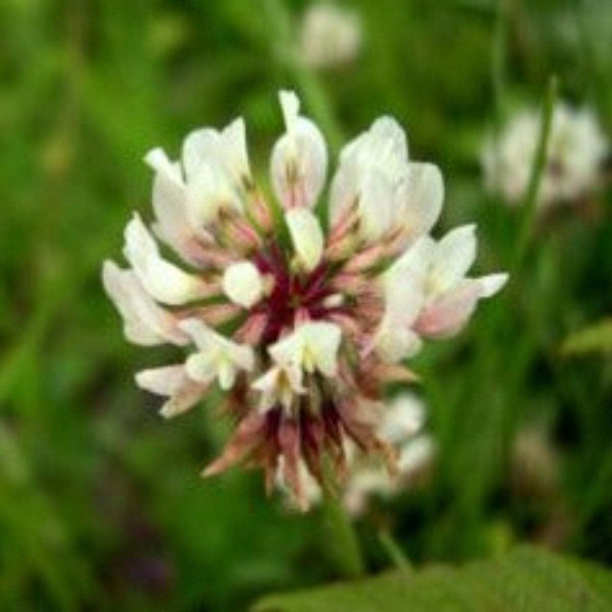 Papaw's Garden Supply White Dutch Heirloom Clover Cover Crop Seed 4oz Packs, image 2 of 4