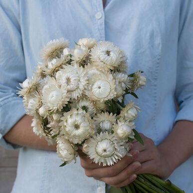 White Strawflower by MIgardener