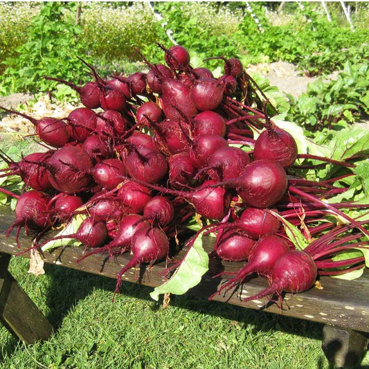 Early Wonder Tall Beet Seeds (Organic), Garden from Grow Organic