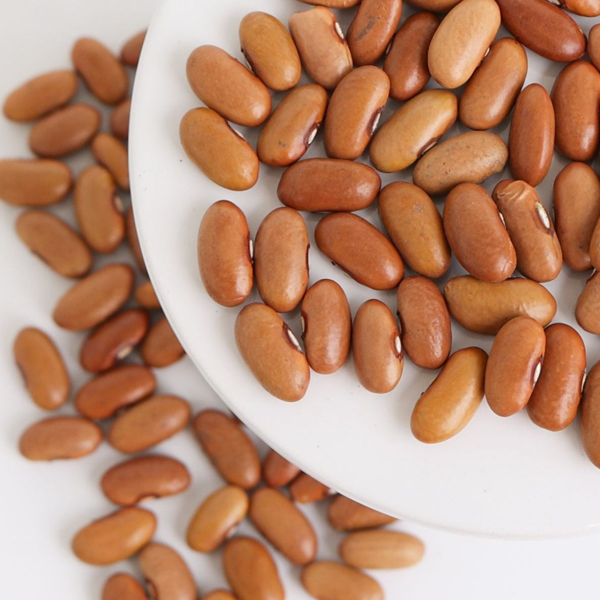 Arikara Yellow Bean (Bush) by MIgardener