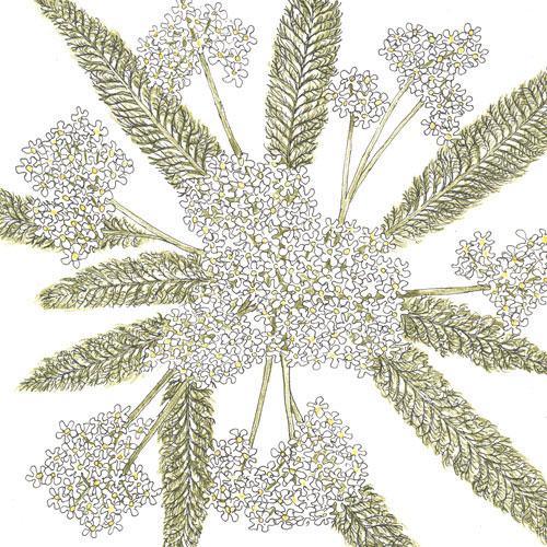 Yarrow, White (1/4 lb), Garden from Grow Organic