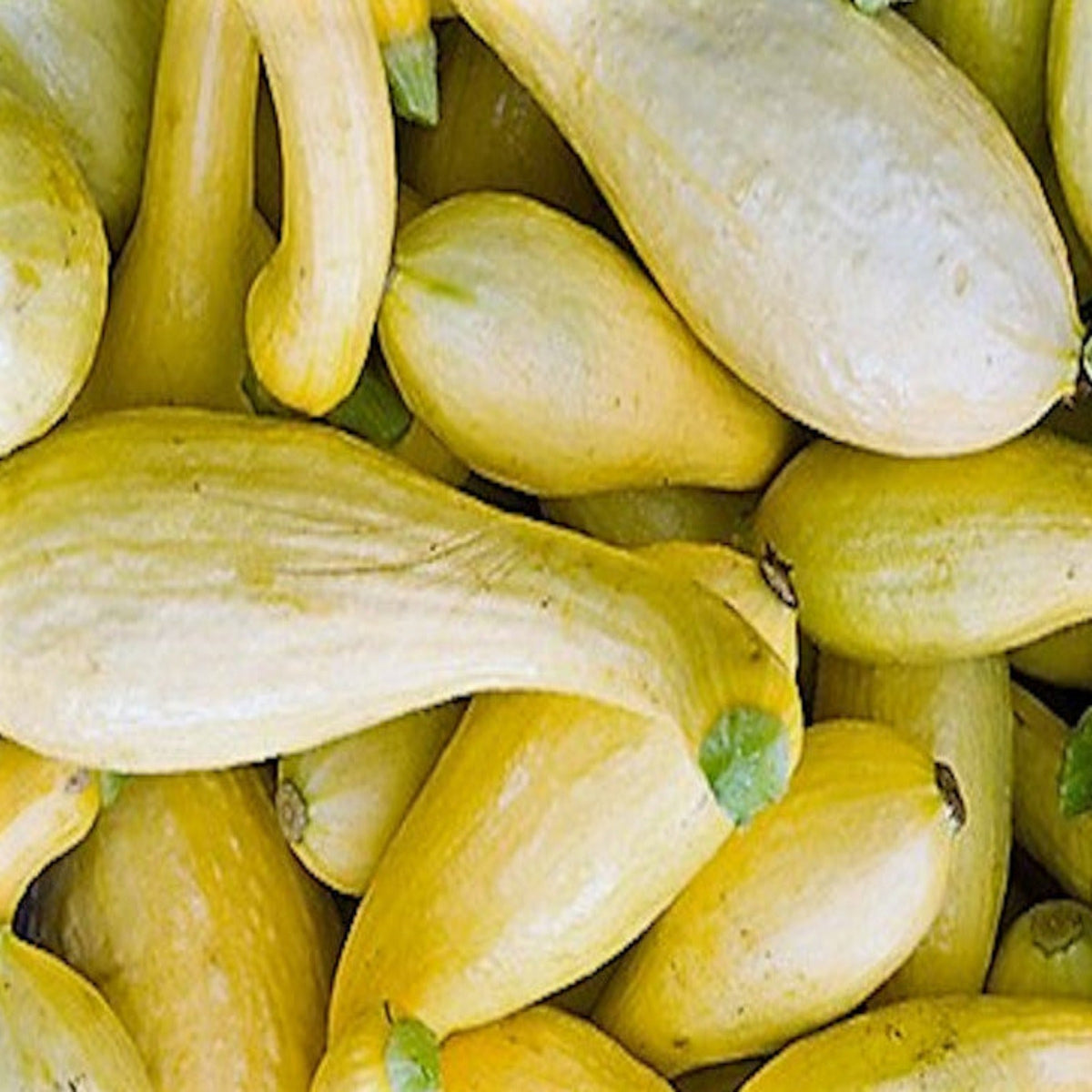 Yellow Heirloom Crookneck Summer Squash Seeds by Papaws Garden Supply