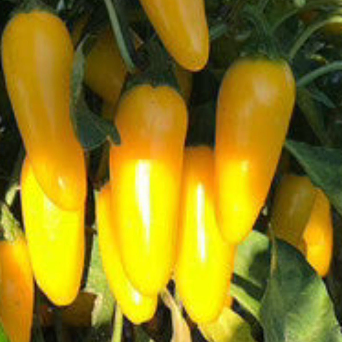 Hatch Valley Grown Yellow Jalapeno Hot Pepper Seeds by Papaws Garden Supply