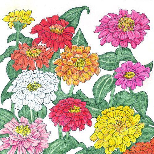 Zinnia, California Mix (lb), Garden from Grow Organic