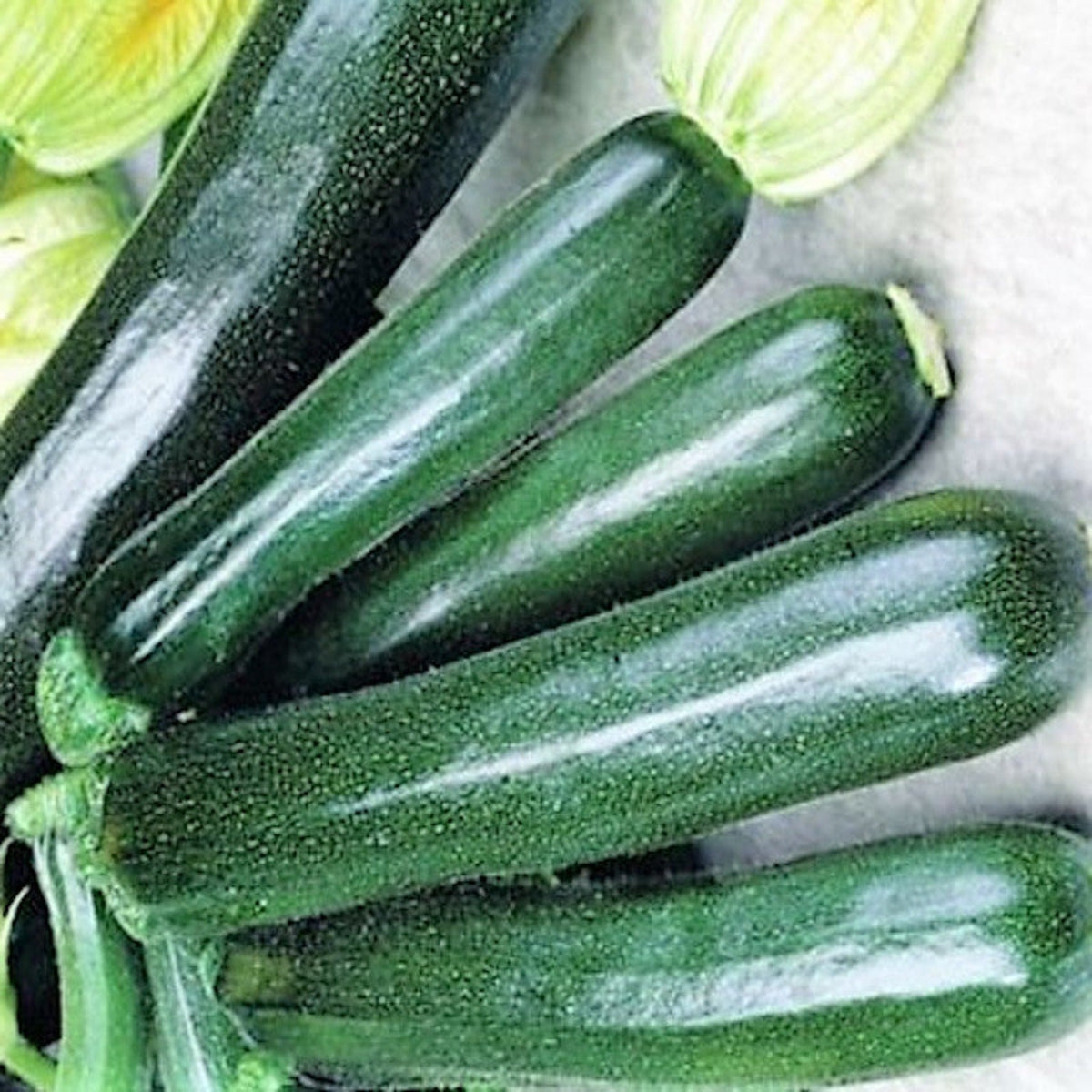 Black Beauty Zucchini Summer Squash Seeds by Papaws Garden Supply